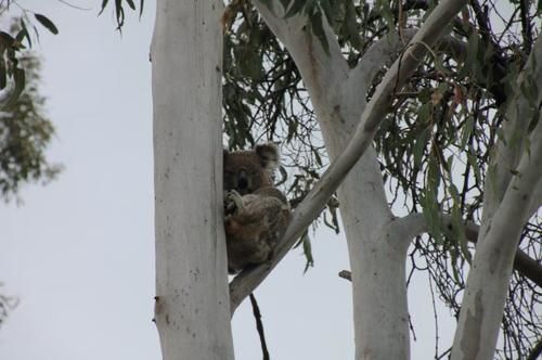Boonah Valley Motel ภายนอก รูปภาพ