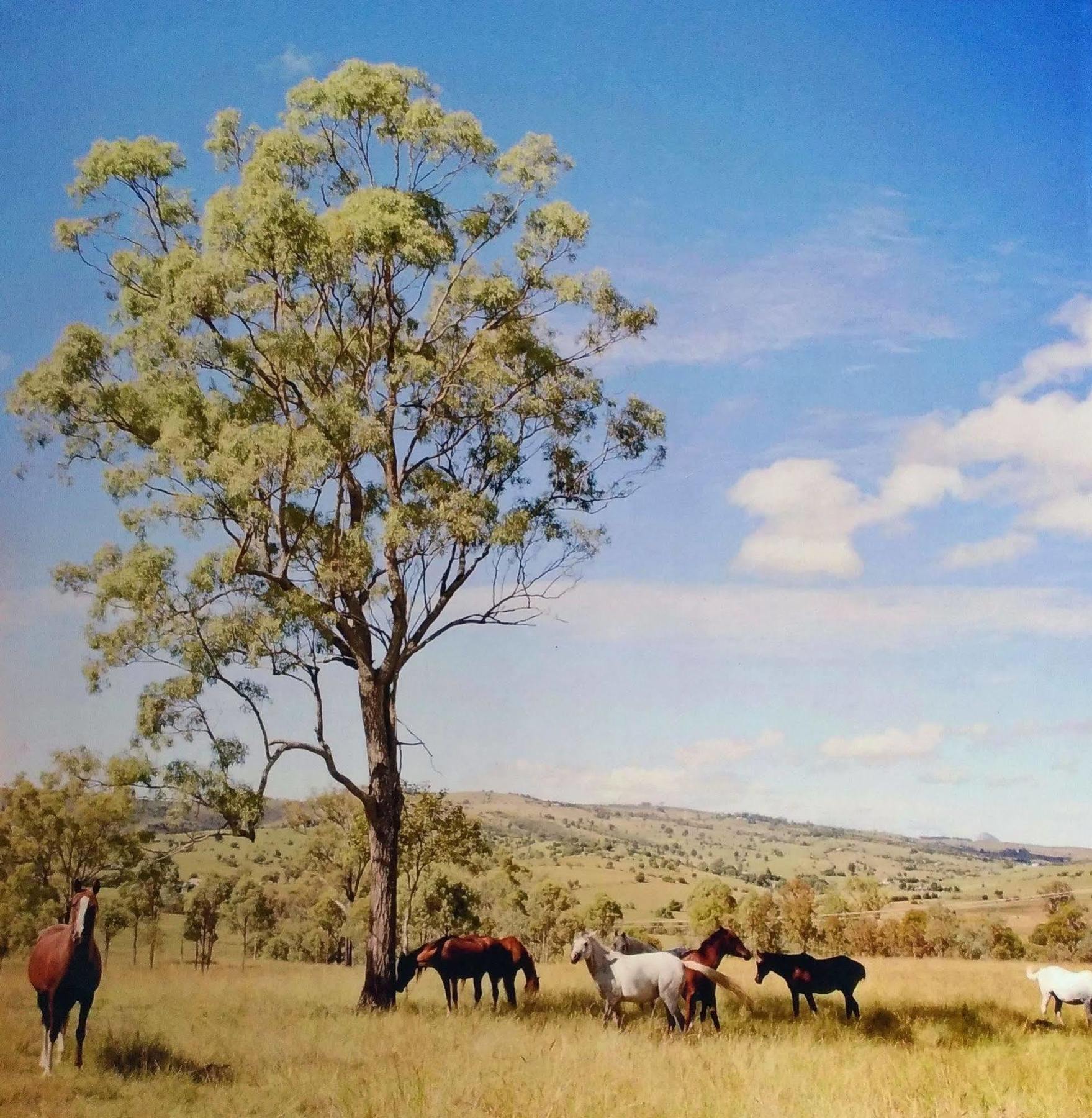 Boonah Valley Motel ภายนอก รูปภาพ